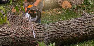 Best Tree Disease Treatment  in Taylor, TX