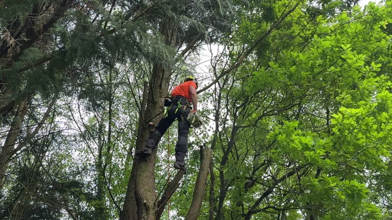 Best Stump Grinding and Removal  in Taylor, TX