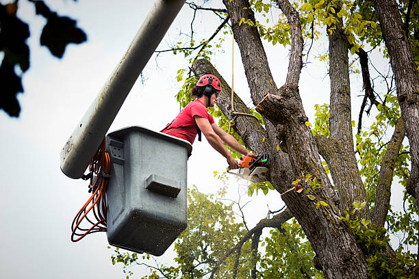 Trusted Taylor, TX Tree Removal Experts